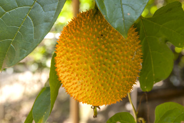 Sweet Gourd fruit