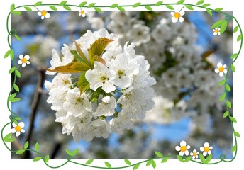 Cherry blossoms / Cherry blossoms on a cherry tree