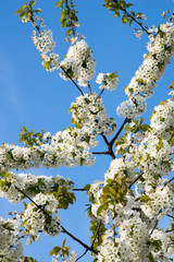 Cherry blossoms / Cherry blossoms on a cherry tree