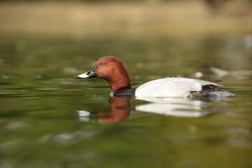 Common Pochard, Pochard, Aythya ferina