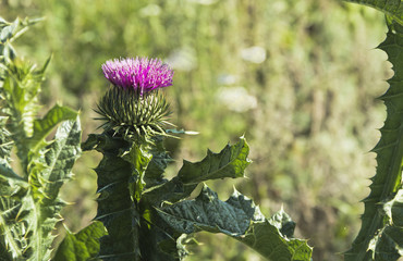   Blooming thistles in the field.Southern Urals.
