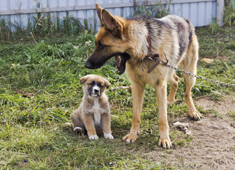  	  A dog on a chain and her puppy.In the yard in the summer.