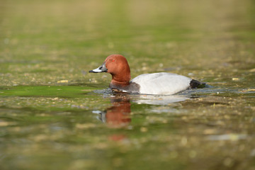 Common Pochard, Pochard, Aythya ferina