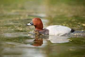 Common Pochard, Pochard, Aythya ferina