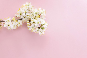 Fototapeta na wymiar Cherry blossom on pink background