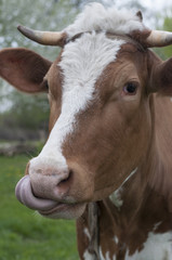 The cow licked against. Closeup portrait