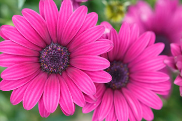 Fototapeta premium デイジー