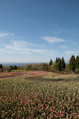 チューリップ畑と青空
