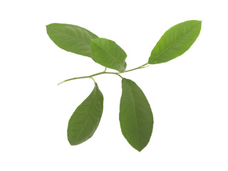 Fototapeta na wymiar green leaves of lemon isolated