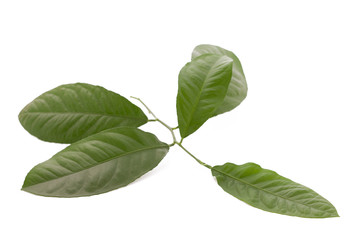 Obraz premium green leaves of lemon isolated