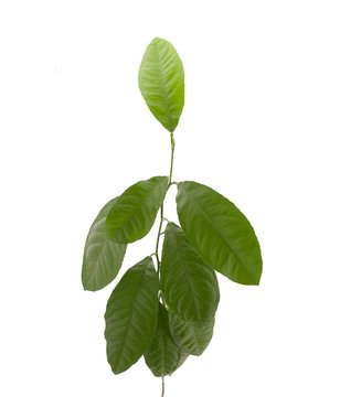 green leaves of lemon isolated