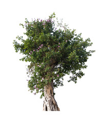 Fototapeta premium tree on white background