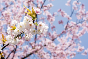 オオカンザクラの花
