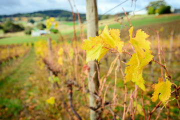Autumn Wine valley, South Australia