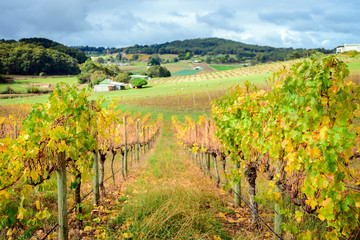 Autumn Wine valley