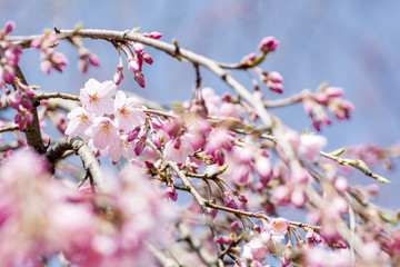 シダレザクラの花