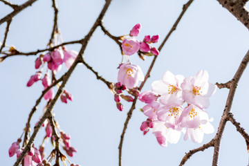 シダレザクラの花のアップ