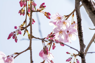 シダレザクラの花のアップ