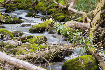 Tranquil Stream in the Smokies