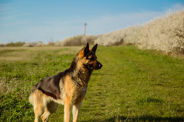 German Shepherd
