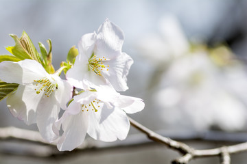 オオシマザクラの花のアップ