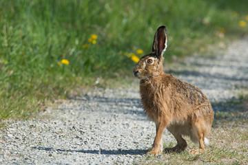 Feldhase (Lepus europaeus)