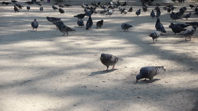 Pigeons on a square at Paris, France