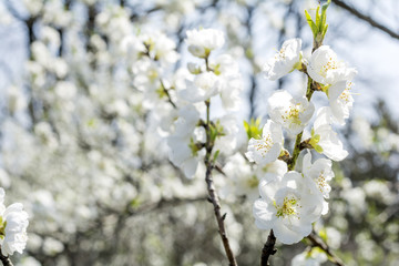 白い花桃の花