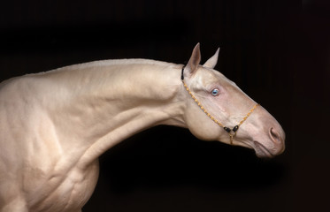 Akhal-Teke horse