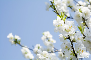 空をバックに白い花桃の花
