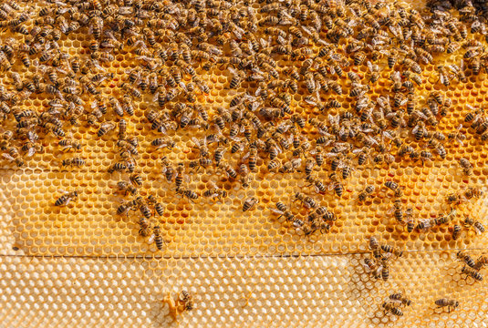 Bees working on honeycomb, swarming