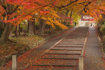 Naklejka na ściany i meble 京都・毘沙門堂の紅葉