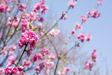 空をバックにピンクの花桃の花