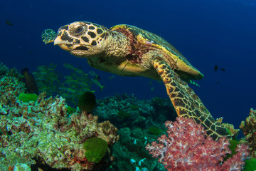 Obraz na płótnie Canvas Hawksbill Sea Turtle underwater
