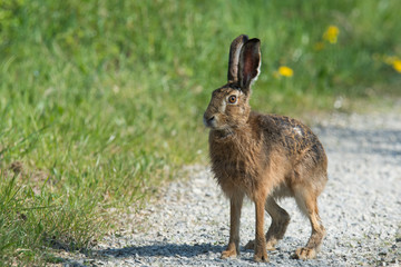 Feldhase (Lepus europaeus)