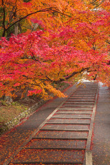 Fototapeta na wymiar 京都・毘沙門堂の紅葉
