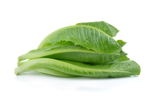 Green Lettuce On White Background