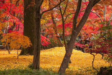 京都・永観堂の紅葉