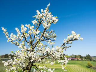 Frühlingsanfang