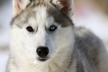 Young Siberian Husky