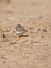 Flussregenpfeifer (Charadrius dubius)
