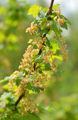 Johannisbeeren Blüten