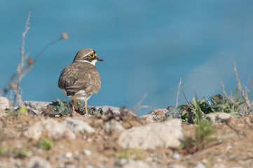 Flussregenpfeifer (Charadrius dubius)