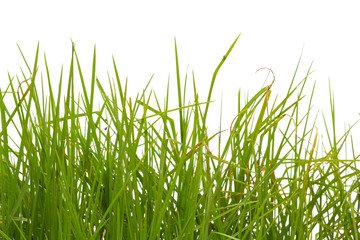 Fototapeta premium herbes sur fond blanc