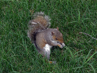 Squirrel in a park in Washington D.C. eating a nut, 2008