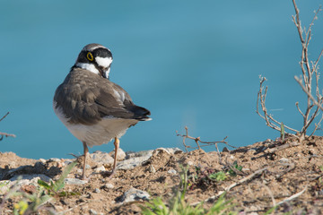 Flussregenpfeifer (Charadrius dubius)