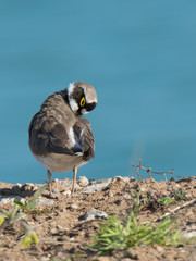 Flussregenpfeifer (Charadrius dubius)