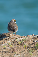 Flussregenpfeifer (Charadrius dubius)