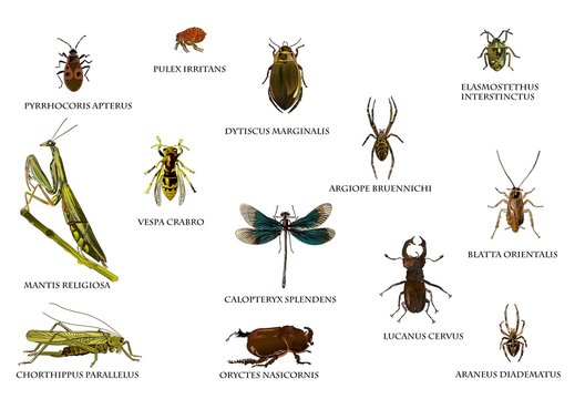 Insekten in Europa