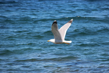 Mouette